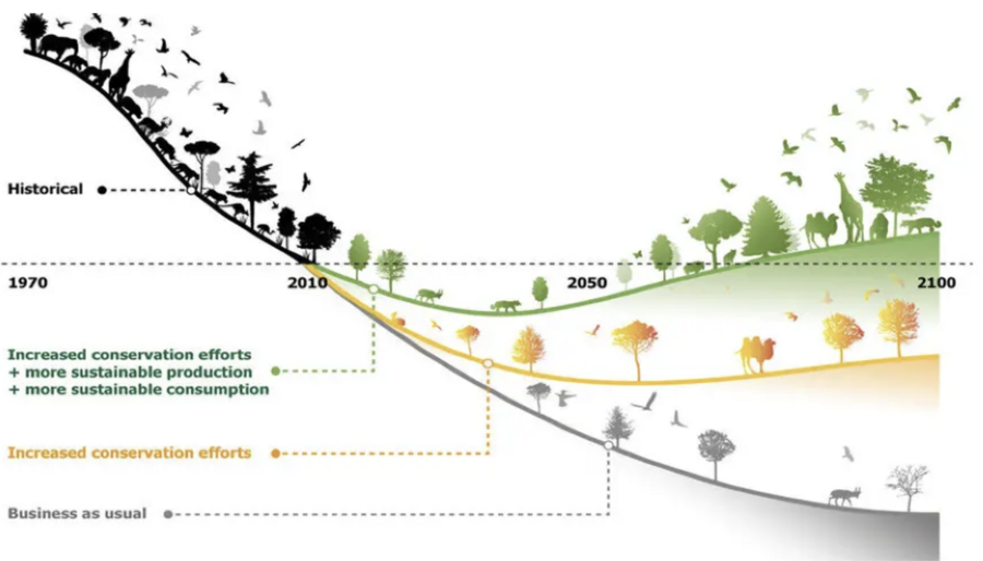Global Biodiversity Loss: A Looming Environmental Crisis - The Sunday ...