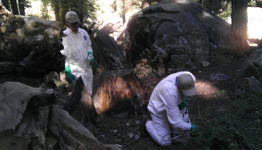 Bubonic Plague Resurfaces in Rural Oregon The Sunday Diplomat